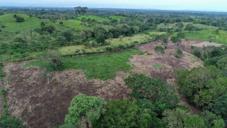 Alerta por deforestación y tala ilegal en Darién